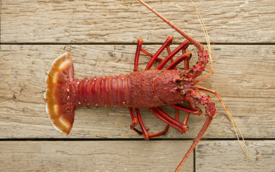Why Is Cervantes Known for Fresh Lobster?