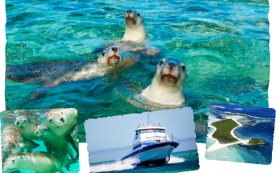 Can Non-Swimmers Join a Sea Lion Tour in Cervantes?