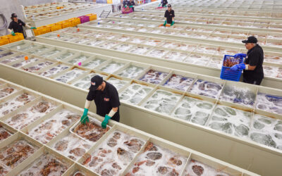 What Makes a Lobster Factory Tour One of the Most Unique Day Trips from Perth?