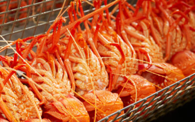 What Makes WA Rock Lobsters Different?