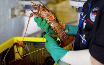 How To Tell When Lobster Is Fresh And Actually Good Quality