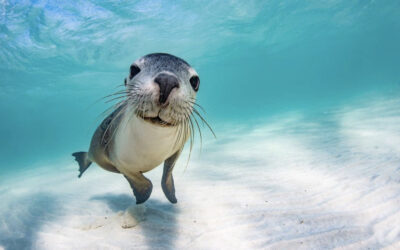 Sea Lions: Majestic Creatures of the Ocean