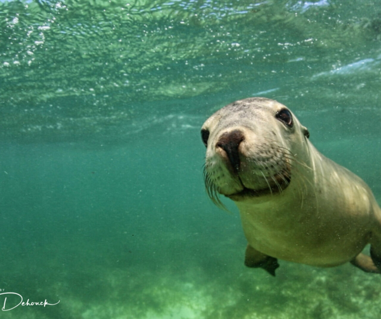 Sea Lion Tours are back Lobster Shack