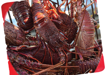 Lobster Catching Tour vs Factory Tour: Which Cervantes Experience Should You Book?
